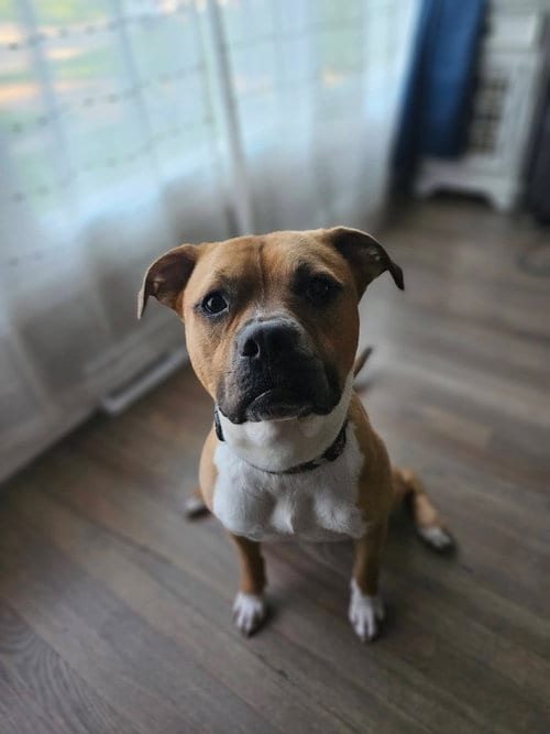 Photo of Gummy Worm, adoptable Boxer in St. Louis, Missouri