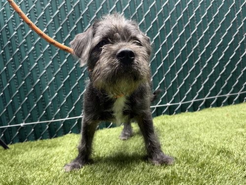Photo of Shane, adoptable Shih Tzu in Downey, California