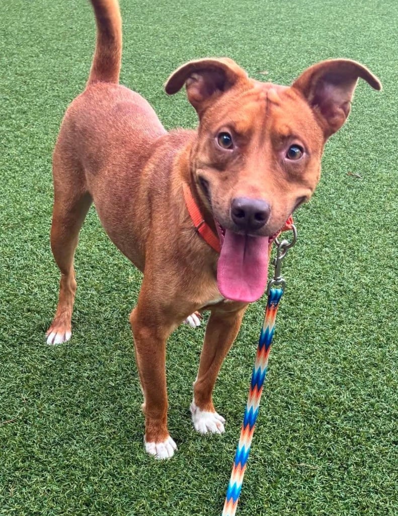 Photo of Holla, adoptable Labrador Retriever in Hartsville, South Carolina