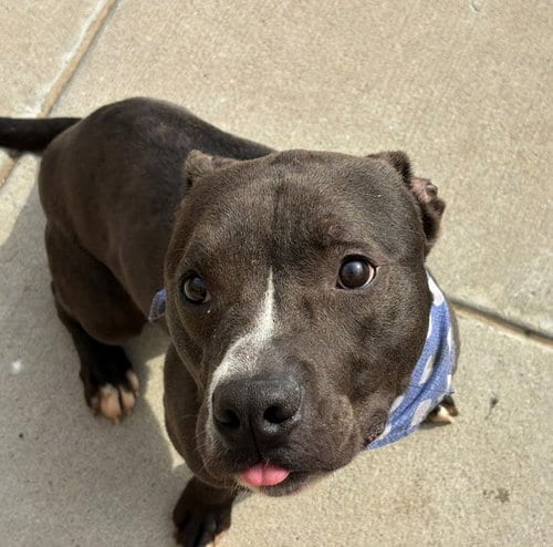Photo of Happy, adoptable Pit Bull Terrier in Tulsa, Oklahoma