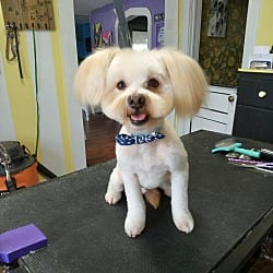 Photo of Rio, adoptable Havanese in East Hartford, Connecticut