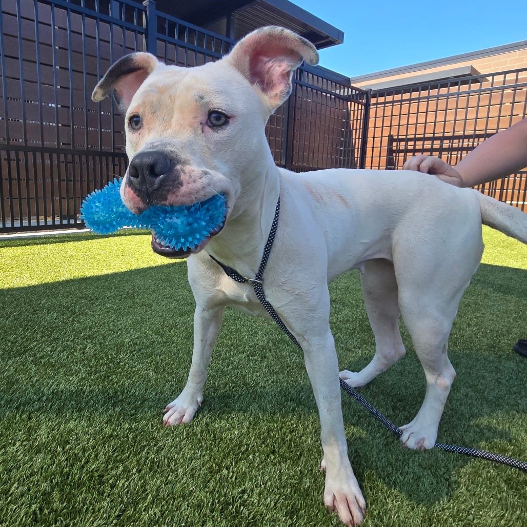Photo of Fiction, adoptable Terrier, American Staffordshire in Spartanburg, South Carolina