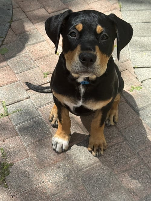 Photo of Scout, adoptable Rottweiler in San Juan Capistrano, California