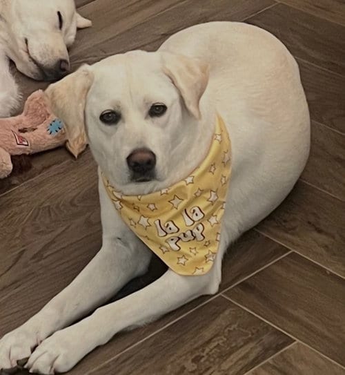 Photo of Lola, adoptable Labrador Retriever in Agoura Hills, California