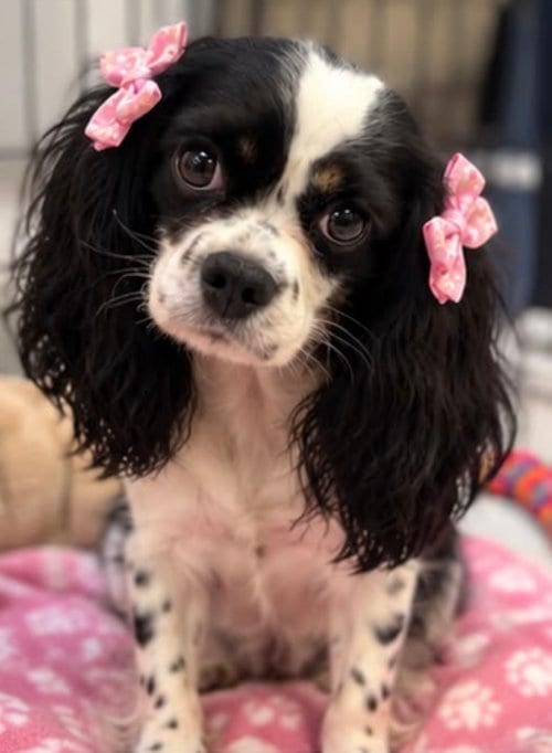 Photo of Roxy, adoptable Cavalier King Charles Spaniel in Margate, Florida
