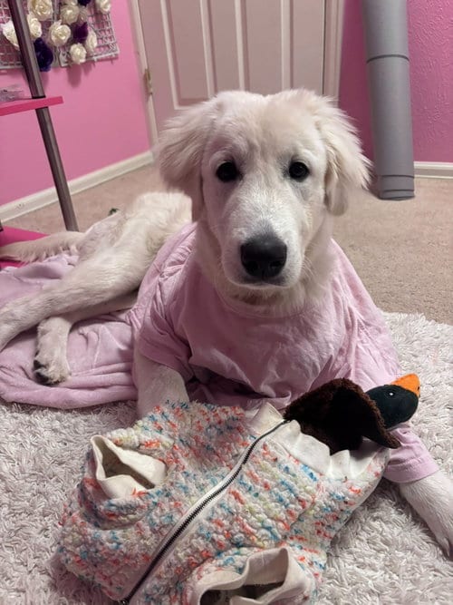 Photo of Colin, adoptable Great Pyrenees in Denver, Colorado