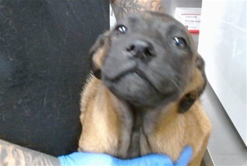 Photo of Poxy, adoptable Belgian Shepherd Malinois in San Bernardino, California