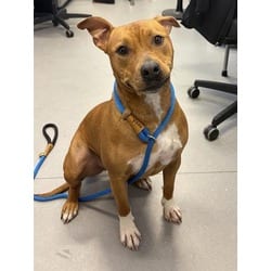 Photo of Payton, adoptable Mixed Breed (Medium) in New Castle, Delaware