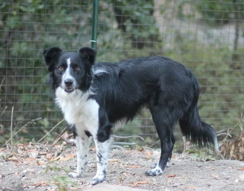 Photo of Murphy, adoptable Border Collie in Paso Robles, California