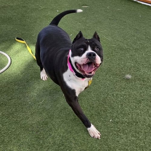 Photo of Wavy, adoptable Pit Bull Terrier in Las Vegas, Nevada