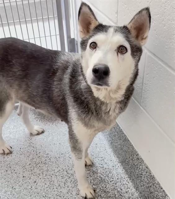 Photo of Senior Siberian Husky, adoptable Siberian Husky in Houston, Texas