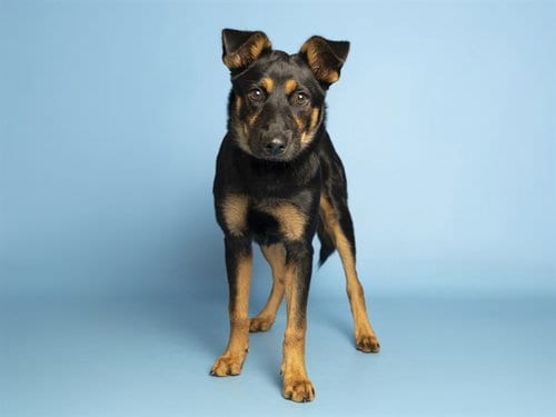 Photo of Twix, adoptable German Shepherd Dog in Phoenix, Arizona