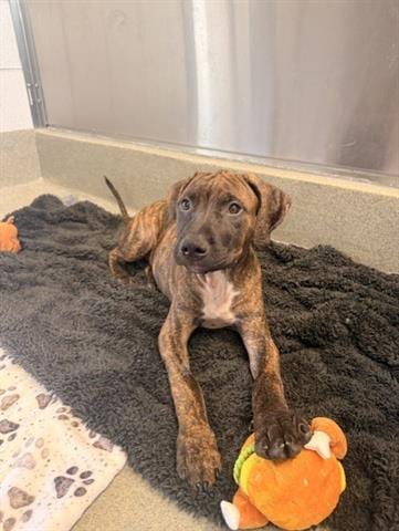 Photo of Max, adoptable Pit Bull Terrier in San Martin, California
