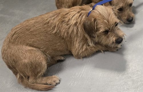 Photo of A171361, adoptable Terrier in Bakersfield, California