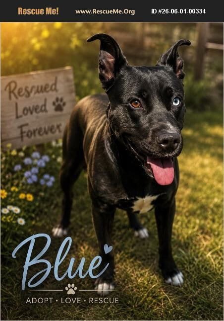 Photo of Blue, adoptable Labrador Retriever in Benton, Pennsylvania
