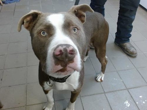 Photo of Toby, adoptable American Pit Bull Terrier in Albuquerque, New Mexico
