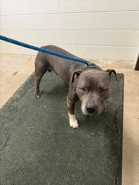Photo of Pablo, adoptable American Pit Bull Terrier in Derwood, Maryland