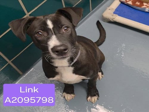 Photo of Link, adoptable Staffordshire Bull Terrier in Houston, Texas