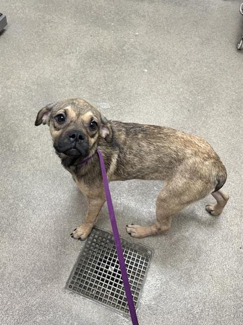 Photo of Daryl, adoptable Pug in HESPERIA, California