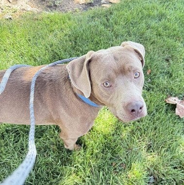 Photo of Max, adoptable Pit Bull Terrier in Martinez, California