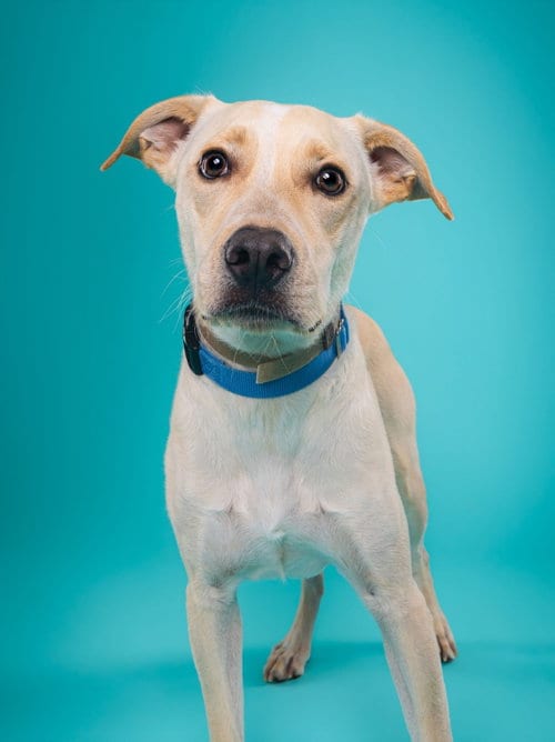 Photo of Man O' War, adoptable Pit Bull Terrier in Phoenix, Arizona