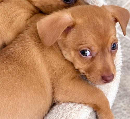 Photo of LaRue, adoptable Chihuahua in Plainfield, Illinois