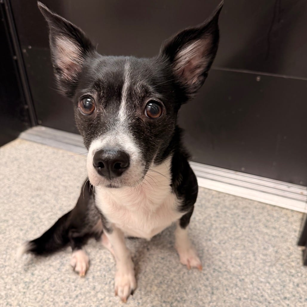 Photo of Fiona, adoptable Chihuahua / Mix in Spartanburg, South Carolina