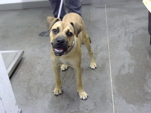 Photo of Applejack, adoptable Black Mouth Cur in Mesa, Arizona