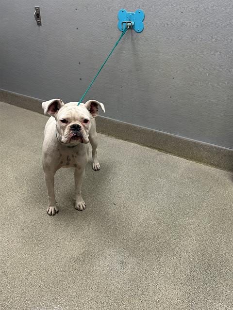Photo of Blanca, adoptable Boxer in Las Vegas, Nevada