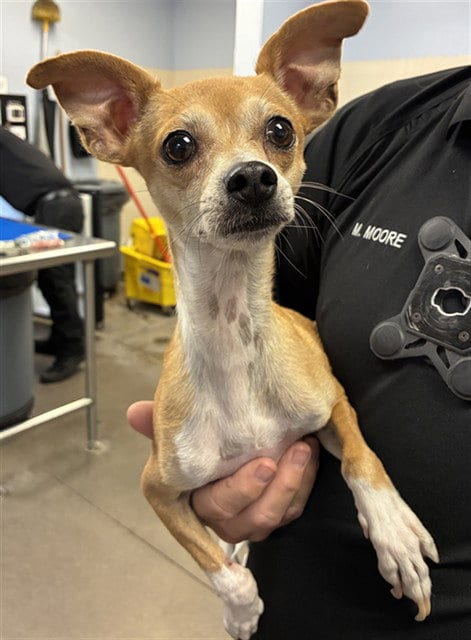 Photo of Opie, adoptable Chihuahua in Phoenix, Arizona