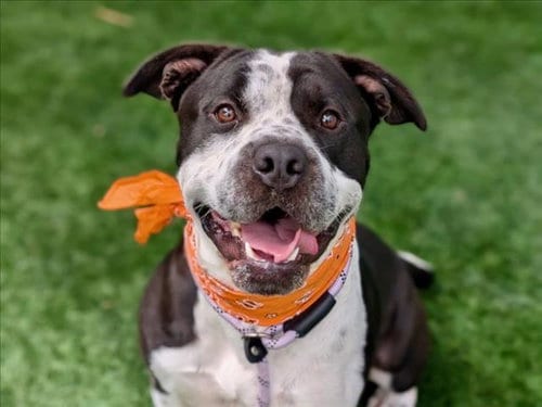 Photo of Hubert, adoptable Pit Bull Terrier in San Pedro, California