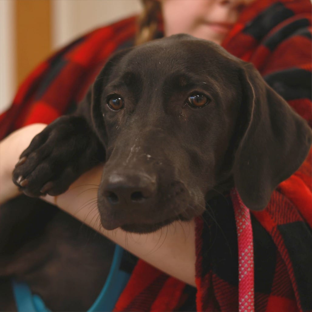 Photo of Darcy, adoptable Great Dane / Mixed Breed (Large) in Minnesota, Minnesota