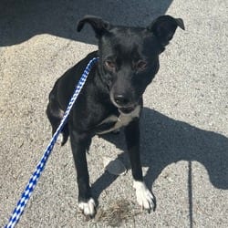 Photo of little Bear White Paw, adoptable Jack Russell Terrier Mixed Breed (Medium) in Ringgold, Georgia