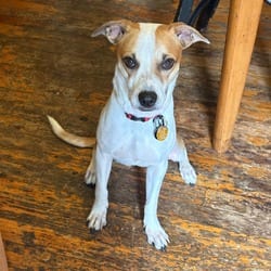 Photo of Miley, adoptable Golden Retriever in New York, New York