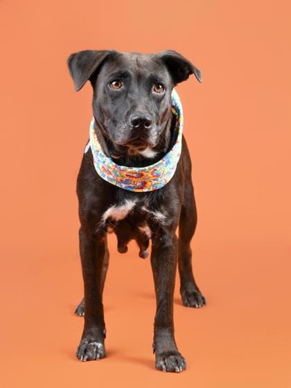 Photo of Primrose, adoptable dog in Atlanta, Georgia