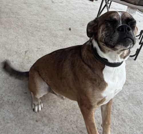 Photo of Big Bend - ABR Return, adoptable Boxer in Austin, Texas