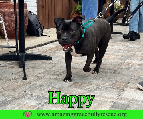 Photo of Happy, adoptable American Pit Bull Terrier in Milton, Florida
