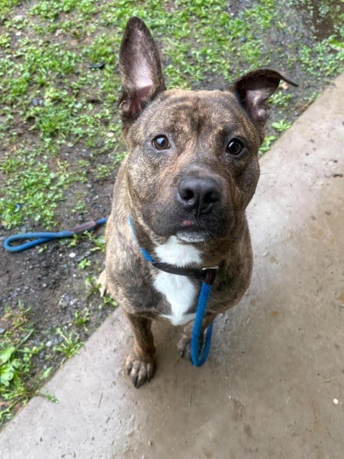 Photo of Leroy, adoptable American Pit Bull Terrier in Front Royal, Virginia