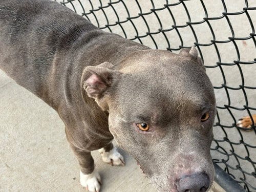 Photo of Choog, adoptable Pit Bull Terrier in Tulsa, Oklahoma