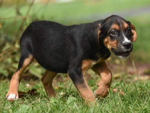 Photo of Liam, adoptable Beagle in Mechanicsburg, Pennsylvania