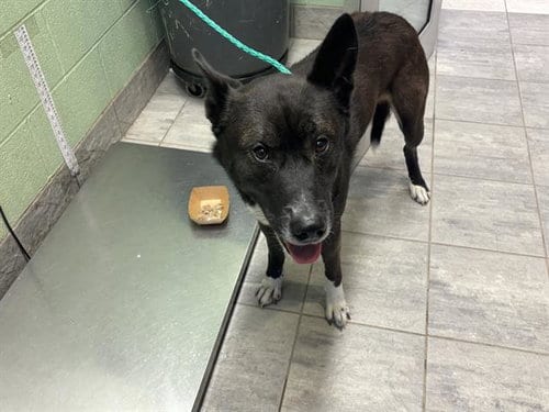Photo of Rookie, adoptable Siberian Husky in Grand Prairie, Texas