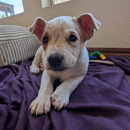 Photo of Zuko, adoptable Queensland Heeler in Camarillo, California