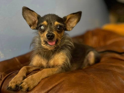 Photo of Gutherie, adoptable Yorkshire Terrier Yorkie in Fairmont, West Virginia