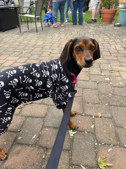 Photo of Miss Minnie, adoptable Dachshund in Germantown, Ohio
