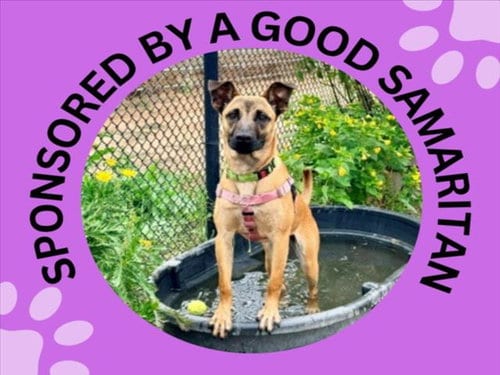 Photo of Luna, adoptable Belgian Shepherd Malinois in Santa Cruz, California