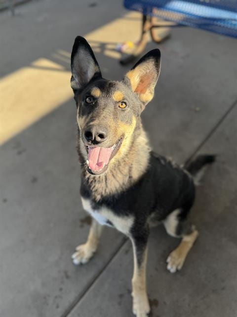Photo of Toby, adoptable German Shepherd Dog in Chula Vista, California