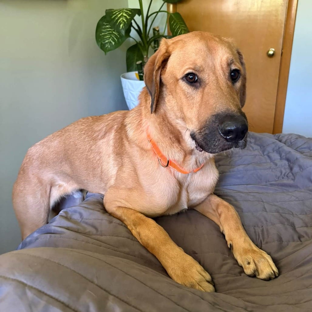 Photo of Tweezer-Foster, adoptable Mixed Breed (Large) in Grand Rapids, Michigan