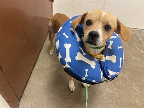Photo of Shia Labeouf, adoptable Chihuahua in Phoenix, Arizona