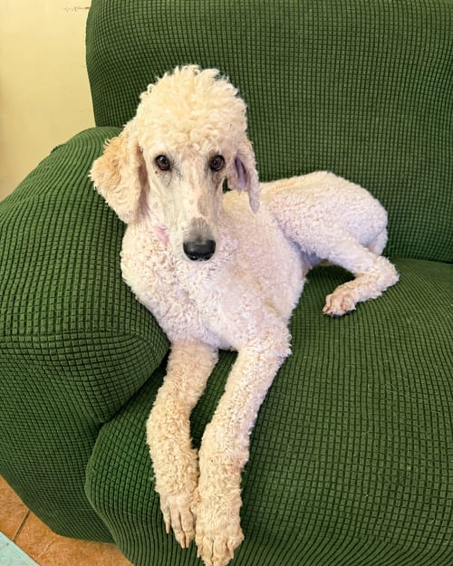 Photo of Buffy Neal - May 26, adoptable Poodle (Standard) in Pacolet, South Carolina