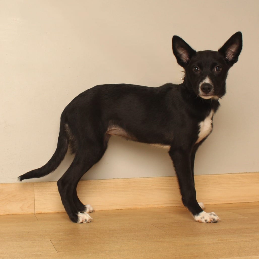 Photo of Dolly D71151, adoptable Terrier / Mixed Breed (Small) in Minnesota, Minnesota